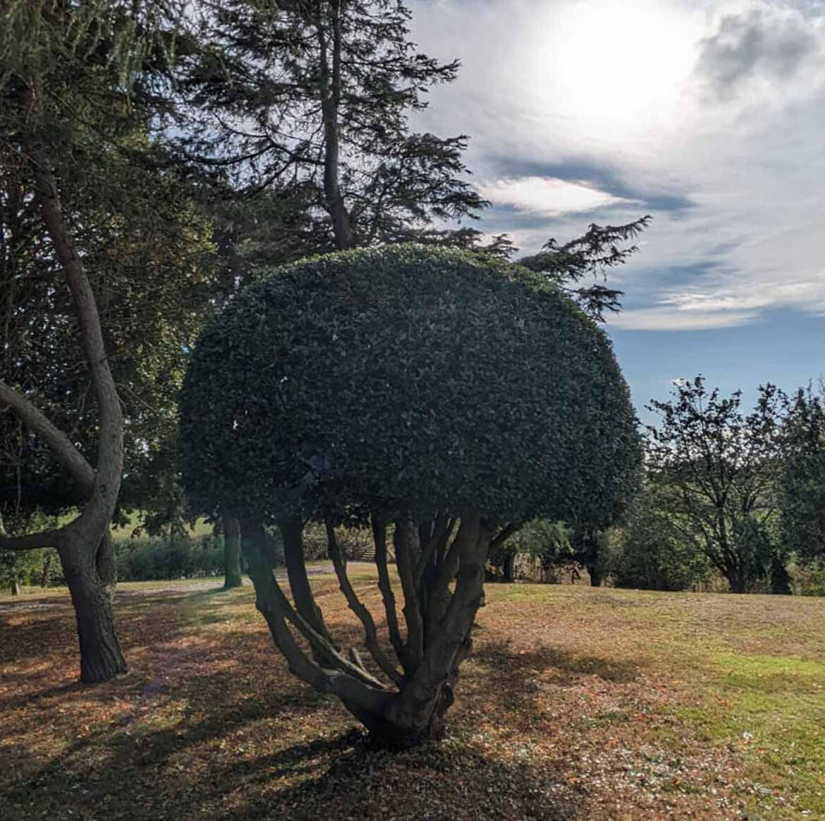 Tree and hedge shaping